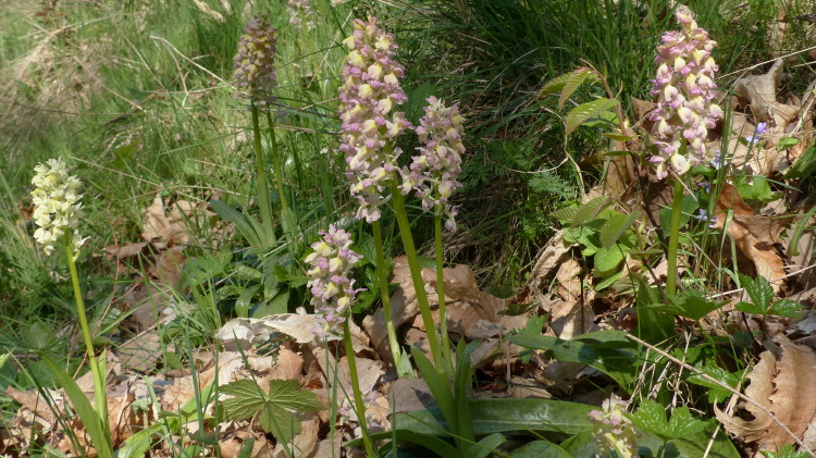 Orchis x Plessidiaca Renz 1928